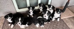 Border Collie/Aussie puppies