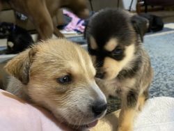 Husky/Rotweiler puppies for rehoming