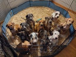 Puppies for rehoming