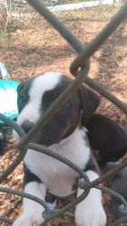 Bully/Shepard Mix Puppies Need Forever Home