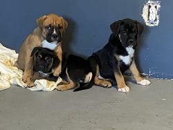 Boxer/mastiff puppies
