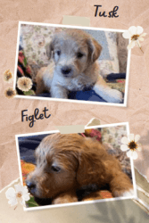 !!NOW AVAILABLE!! Adorable Poodle Terrier mix