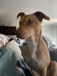 3 year old mixed breed female
