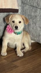 Female Mixed Breed Puppy