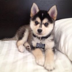 POMSKY PUPPIES AVAILABLE FOR ADOPTION