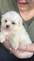 Toy Maltipoo looking for a home