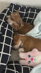 Two Male Jack-chi for Sale