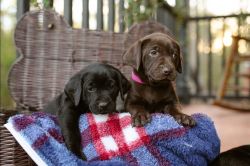 Puppies for Sale! Chocolate Lab/German Shorthaired Pointer Mix