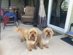 Double the Cuteness!! Shih Tzu Yorkie Twin Dogs