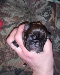 Bugg puppies for sale