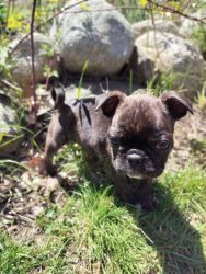 Bugg puppies for sale