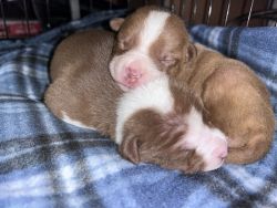10 week old Mixed Breed puppies