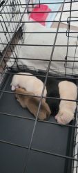 Four one week old terrier mix puppies for sale in port st lucie