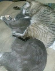 Two male fixed cats