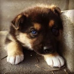 Husky/German Shepherd Puppy