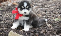Gorgeous Pomsky Puppies for sale
