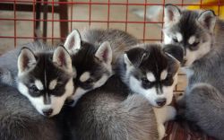 Gorgeous chunky Pomsky Puppies for Sale