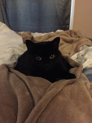 beautiful black cat in Jackson MI need of new home