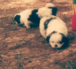 Peke Tzu Puppies!Ready on Valentines day theres a video link below