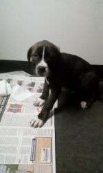Blue Nosed Pitbull/Cane Corso puppy for sale!