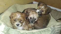 Teddy bear puppies for sale