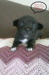 Very sweet lil male puppy Looking for someone to give lots of love to.
