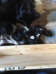 Border Collie/Mini Aussie Puppies