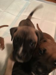 Boxer mastiff pups