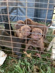Puppies need good home