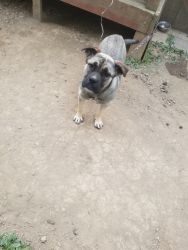Puppies for sale mixed English Bulldog mix with husky and pit