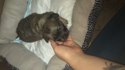 Cute lovable learning puppy in need of a new home fast