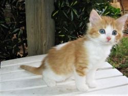 Longhair Male Kitten