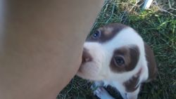 Puppies for sale pit bull mix