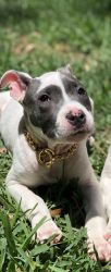 Girl pit bull for sale
