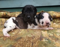 Daniff puppies for sale