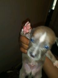 2 month old puppies for sale