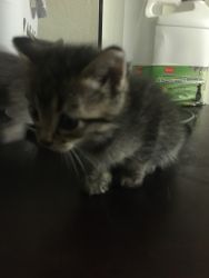 Kittens looking for loving home