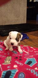 Mini pit/boxer puppy 10 weeks