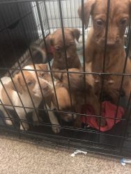 Free lab mixed puppies. 7 weeks of age, puppies have been dewormed.