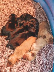 Goldador Puppies Looking For Their FUR-EVER homes!