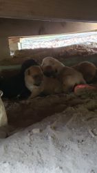 Corgi/Beagle puppies for sale