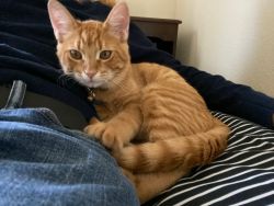 Small orange male cat