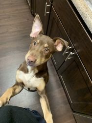 Looking for a loving and caring new owner for my 5 month old puppy