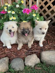 Super cute and playful akita-pom, doing really good on potty training