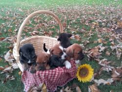 Puppys for sale