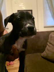8 puppies in need of homes