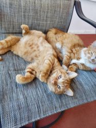 Two 7 month old orange brother and sister young cats (Jacksonville)