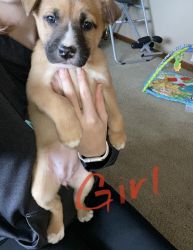Lab/husky/pit puppies