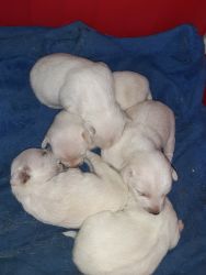 Chihuahua and terrier puppies for sale