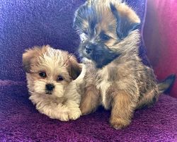 2 Teddy Bear Puppies (aka Shichons)